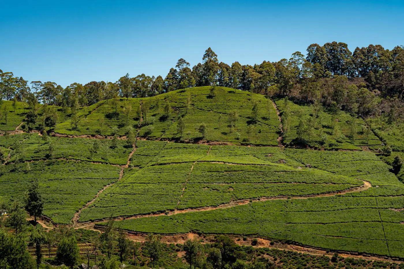 Vibrant tea plantation under clear skies in Sri Lanka's picturesque landscape.