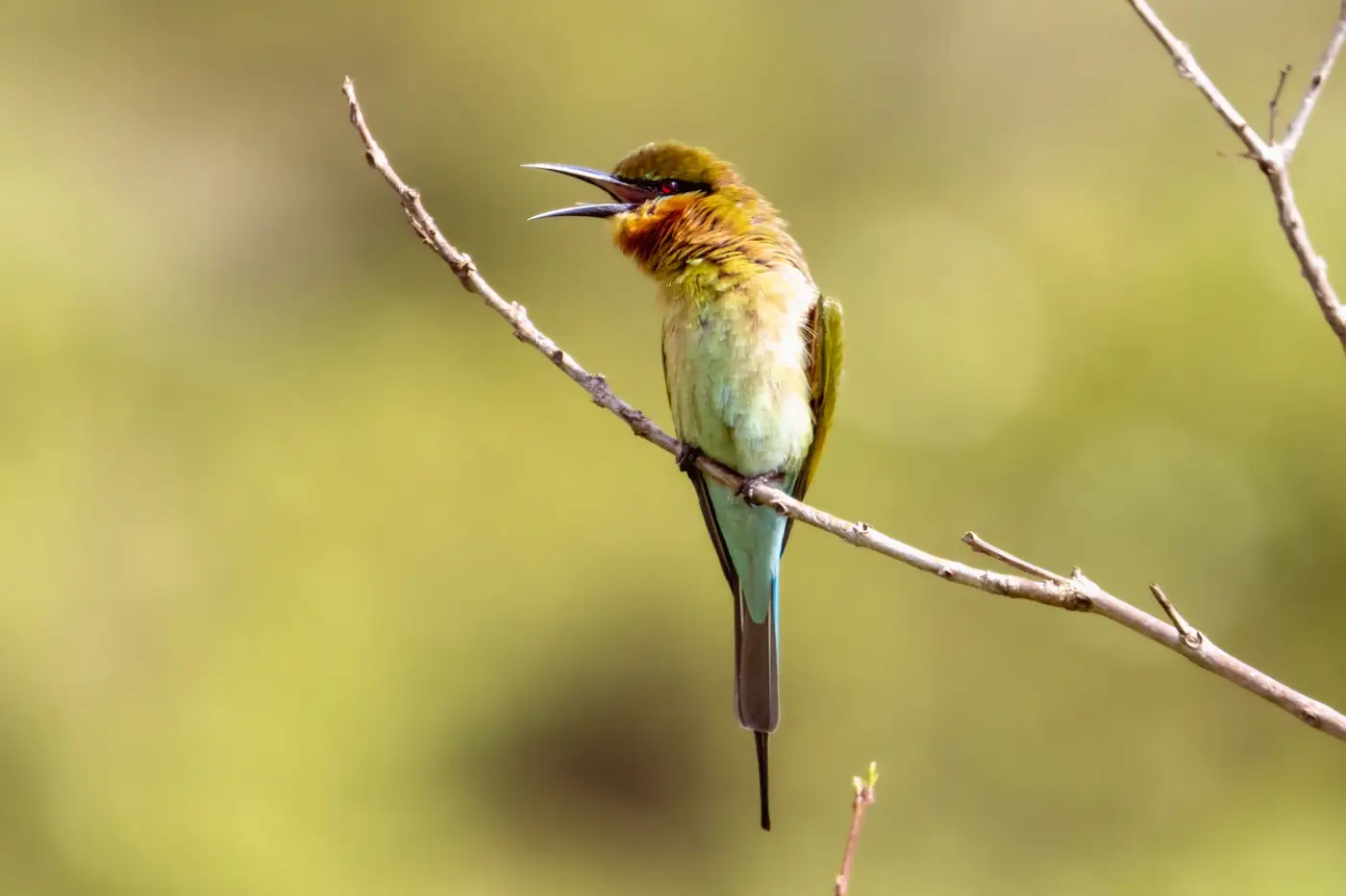 Close-up of a colorful blue-tailed bee-eater bird perched on a branch with a blurred nature background.