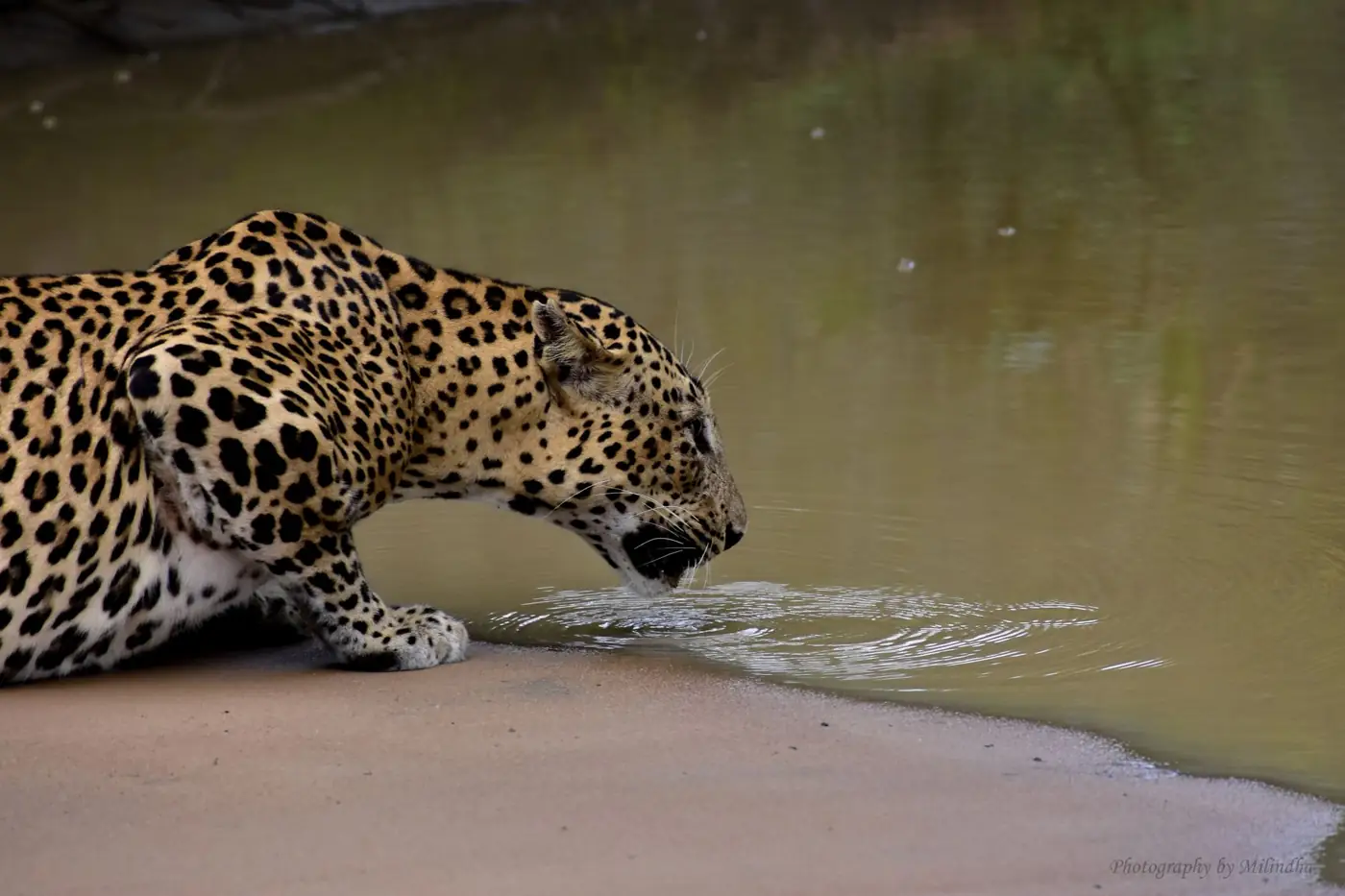 A majestic Sri Lankan Leopard drinking water at a pond in its natural habitat.